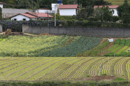 生菜种植园