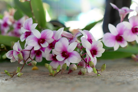 粉色的兰花花