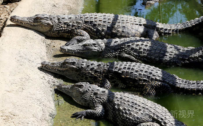 一条鳄鱼的特写照片