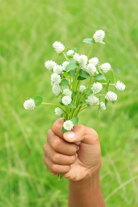 手捧白色千日红照片