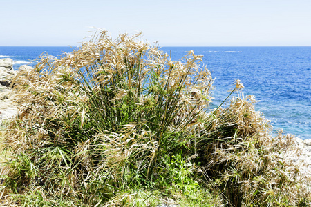 海岸线上的草