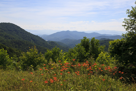 橙色百合在前景野生生长，NC山在夏季的背景。