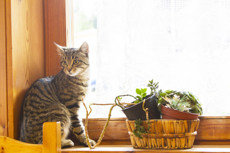 男的欧洲猫靠近窗户