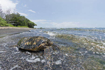 绿海龟在夏威夷的沙滩上
