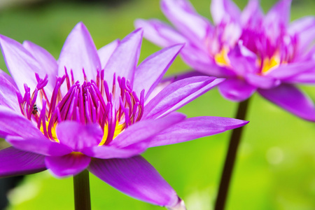 粉红色莲花花特写