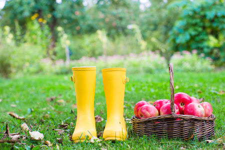 特写镜头的黄色橡胶靴和装有在花园里的红苹果的篮子