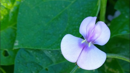 淡紫色的小花图片