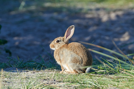 欧洲野兔欧洲野兔
