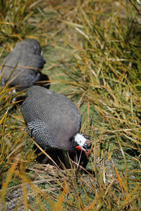 珍珠鸡母鸡的特写照片