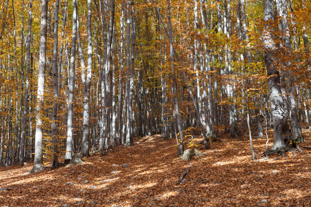 免受干燥的银山毛榉树上的叶子图片