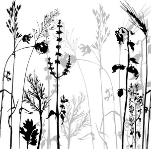 silhouettes 的花和草