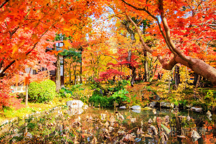 红色日本枫树秋高气爽的秋季,在日本京都的红叶树