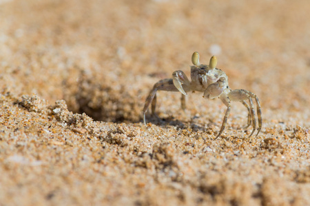 cordimanus斯氏沙蟹带孔的海滩上照片