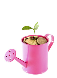 金钱树植物生长在粉红色喷壶