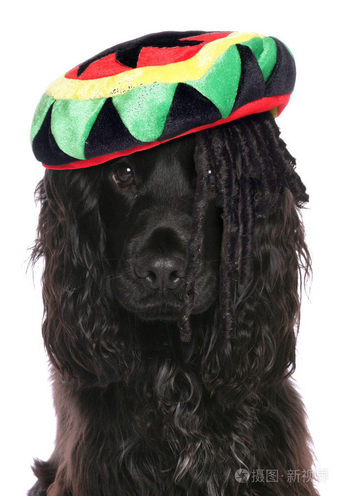 黑色的史宾格犬