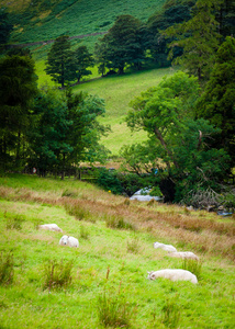在农村，英国英语羊的视图