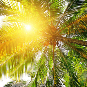 阳光透过棕榈树的叶子