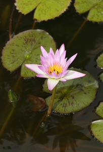粉红色莲花或水中百合