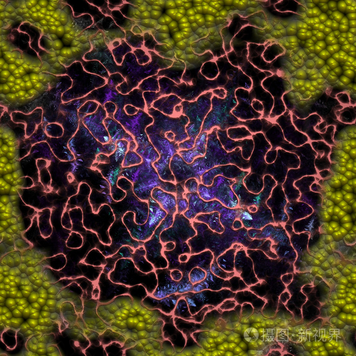 对称生长的细菌