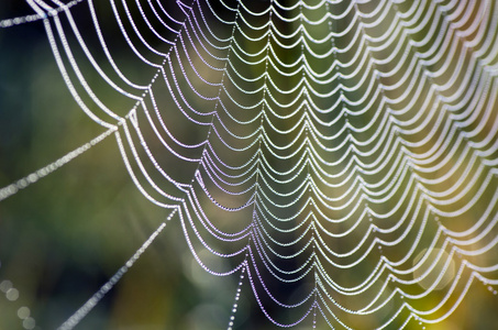 蜘蛛 web 蛛网 特写背景