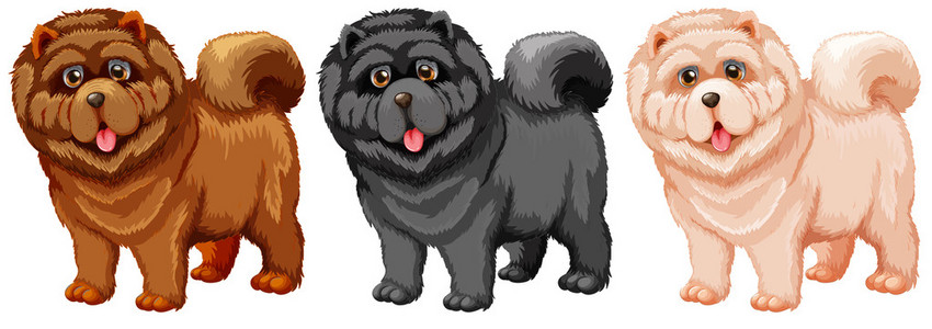 丑胖狗图片大全松狮犬图照片