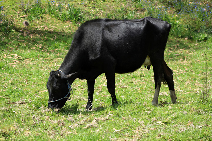 黑母牛在牧场