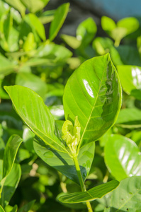 绿色的植物叶子