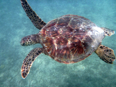 夏威夷海龟游以上珊瑚石水域的 waikik