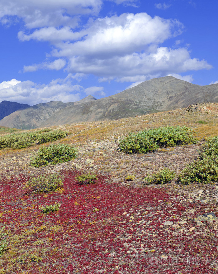 高山苔原在秋天的颜色