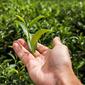 在茶园茶鲜叶在手