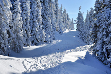 山中积雪云杉