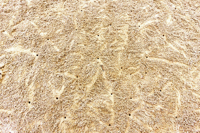 迅速的陆地蟹类和孔