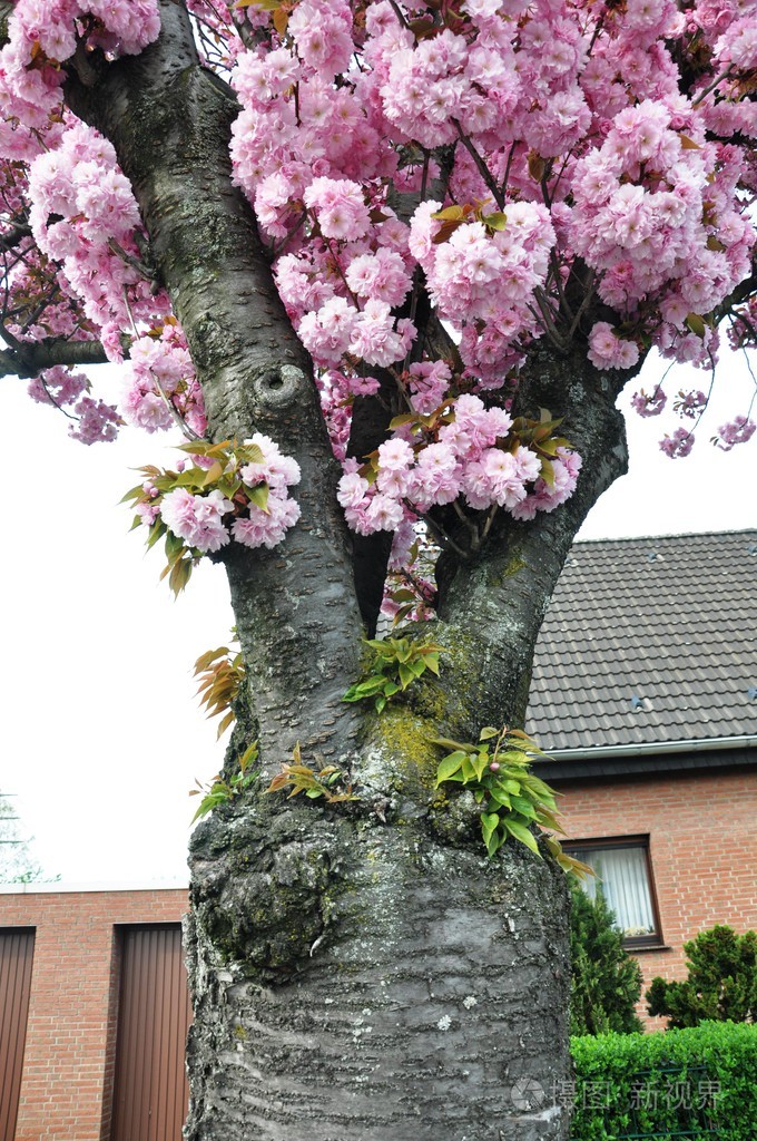在春天开花的树木