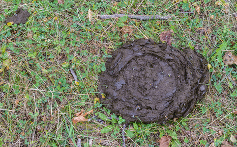 牛在草地上拉屎照片