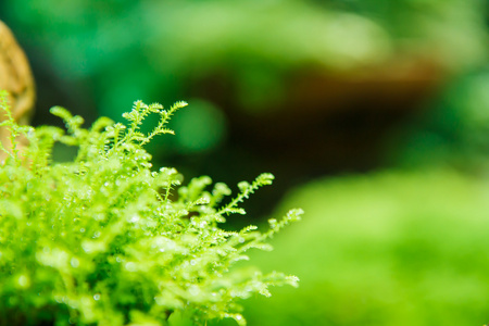 苔藓叶片质地