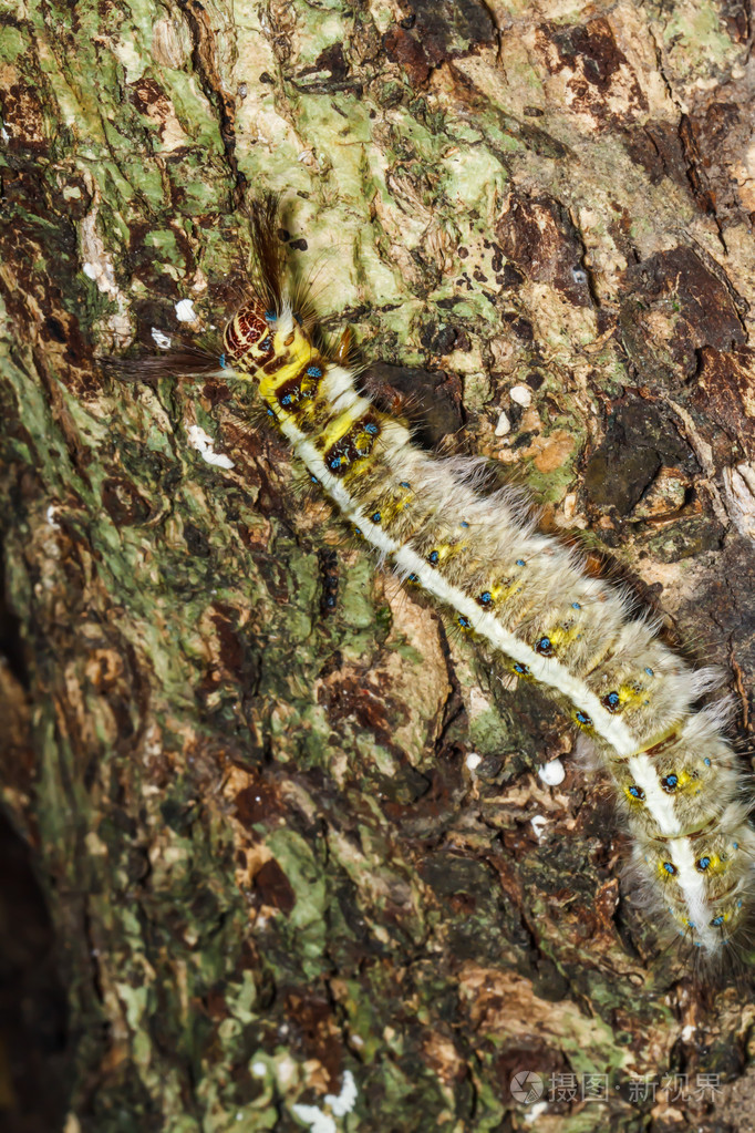 树上的毛毛虫