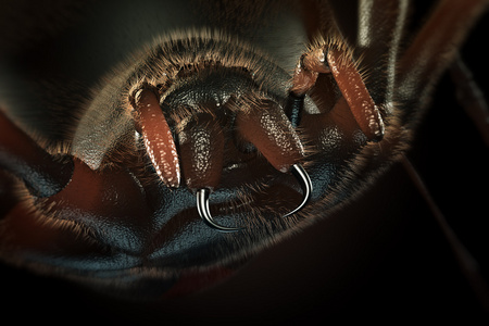 毛茸茸的大蜘蛛3d 立体艺术作品的獠牙照片