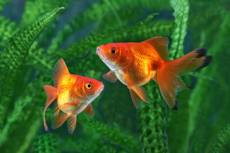 金鱼, 水族馆, 水生植物的背景上的一条鱼照片