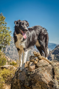 在科西嘉的岩石露头的边境牧羊犬