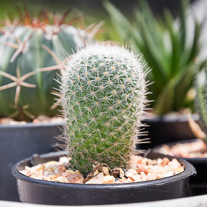 仙人掌 ferocactus 在锅里