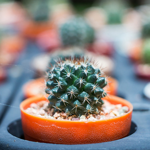 仙人掌 ferocactus 在锅里