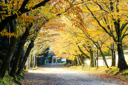 在秋季日本枫树的红叶