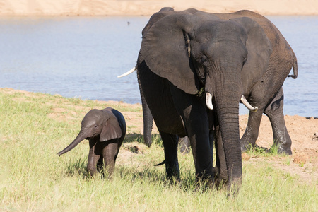 大象群走过草地饮水后在炎热的一天