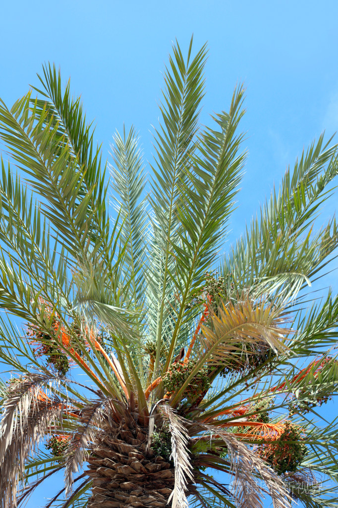 棕榈的分支照片-正版商用图片1gs6rw-摄图新视界