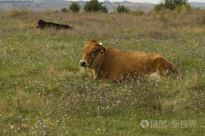 红牛在草地上放牧对夏季的一天