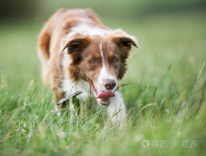 棕色的边境牧羊犬