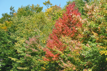 秋天的落叶，在新罕布什尔州的白山国家森林