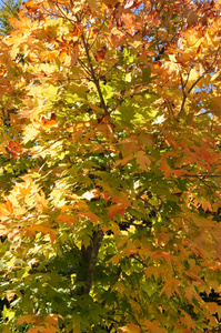 秋天的落叶，在新罕布什尔州的白山国家森林