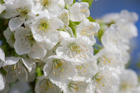 樱桃花