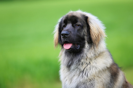 leonberger 纯种狗